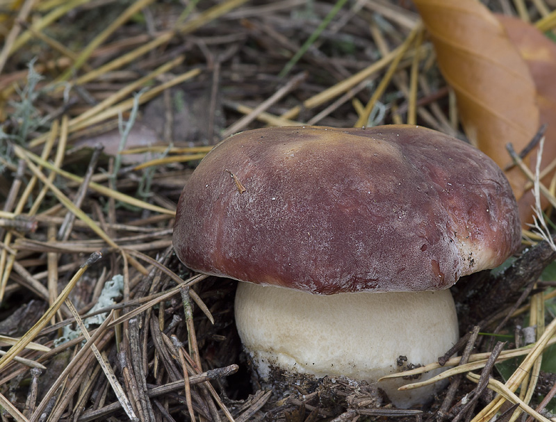 Boletus pinophilus